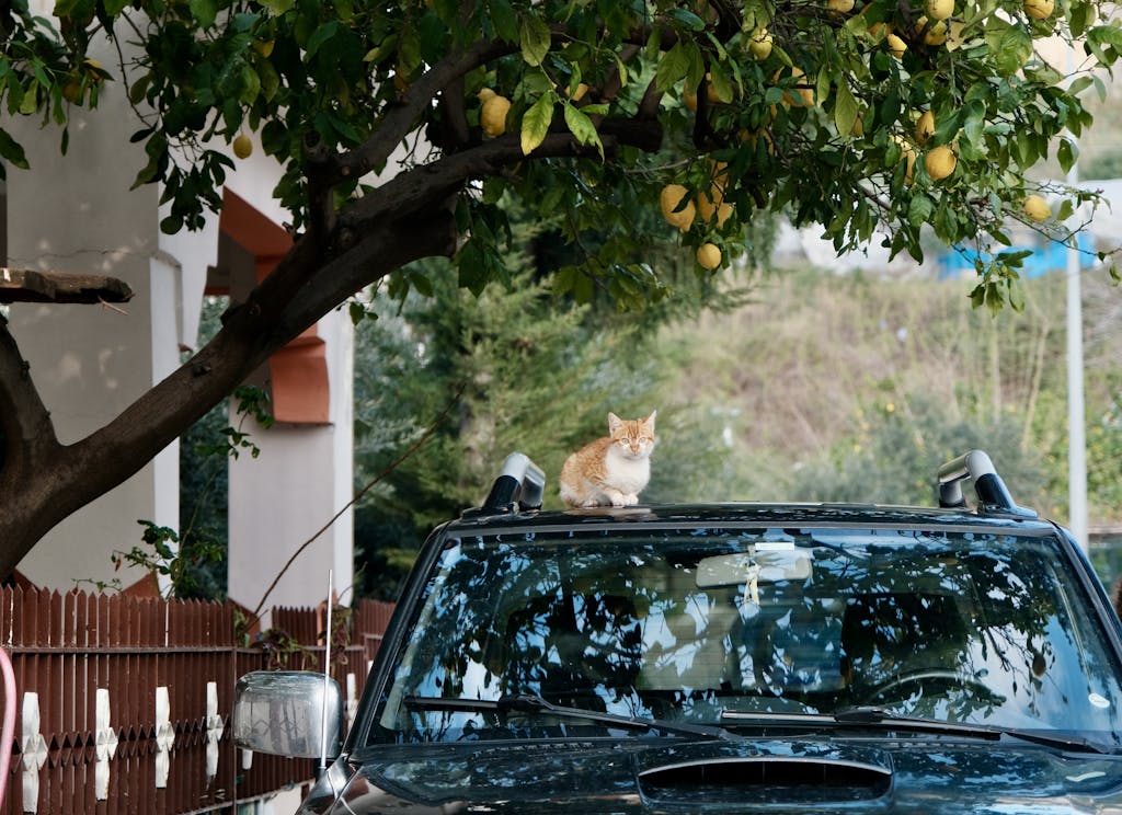 An orange and white cat sits on a car roof under a lemon tree in Samandağ, Türkiye.